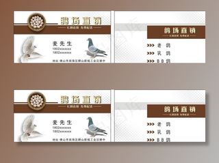 鸽子名片图片