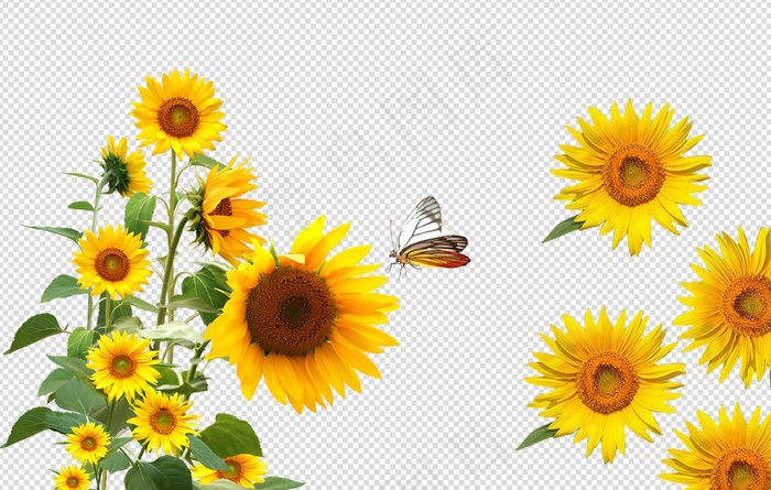 向日葵  花草  花朵图片(3543X2362(DPI:300))psd模版下载