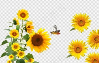 向日葵  花草  花朵图片