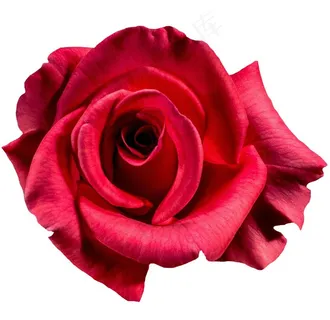 浪漫玫瑰鲜花图片 浪漫玫瑰鲜花图片