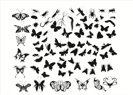 蝴蝶图片 蝴蝶图片