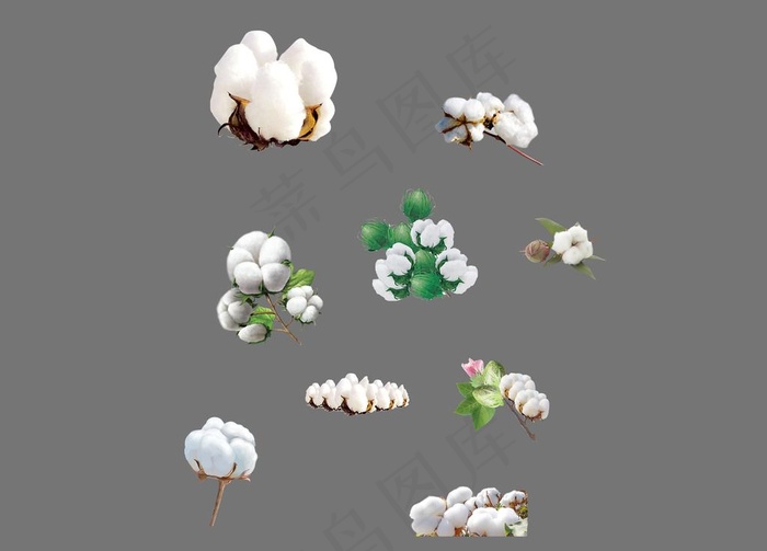 棉花图片