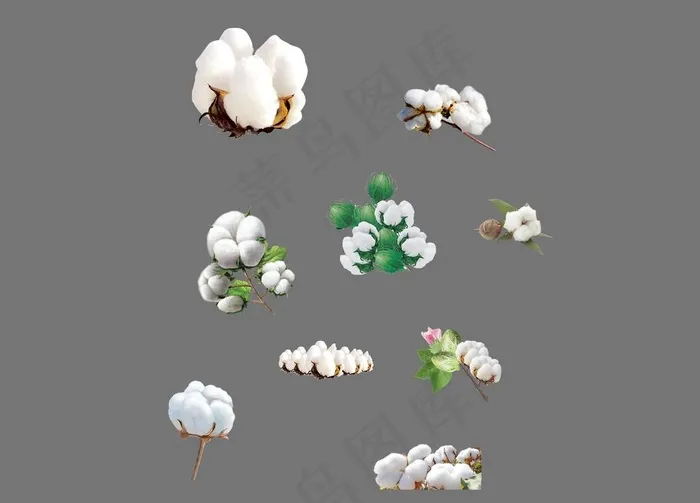 棉花图片psd模版下载