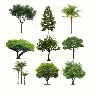 树木图片