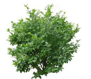 灌木丛图片