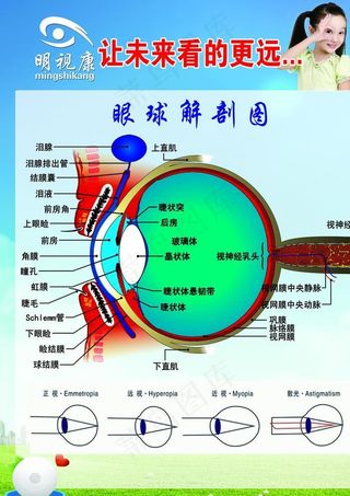 眼球解刨图图片