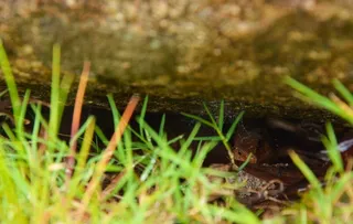 中华石龙子图片