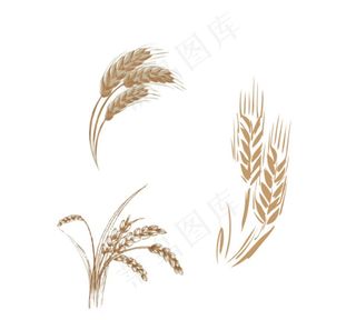 小麦矢量图图片