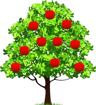 苹果树图片