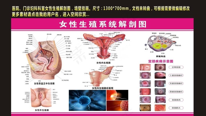 女性生殖系统解剖图图图片