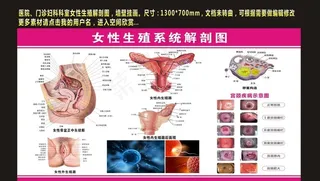 女性生殖系统解剖图图图片