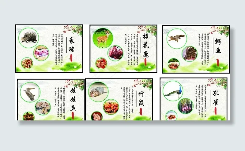 豪猪梅花鹿娃娃鱼竹鼠等野味介绍图片cdr矢量模版下载