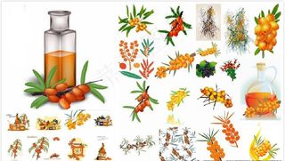 手绘沙棘沙继国沙棘油图片