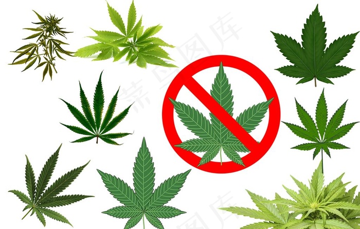 绿枫叶图片psd模版下载