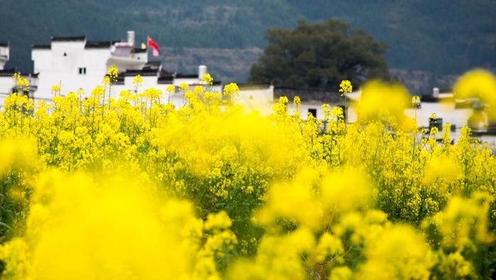 油菜花图片