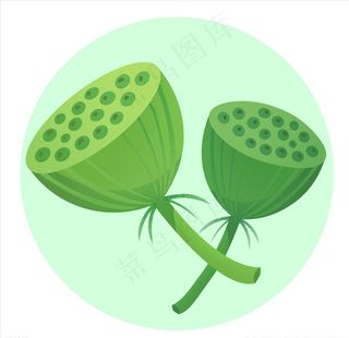 莲蓬图片
