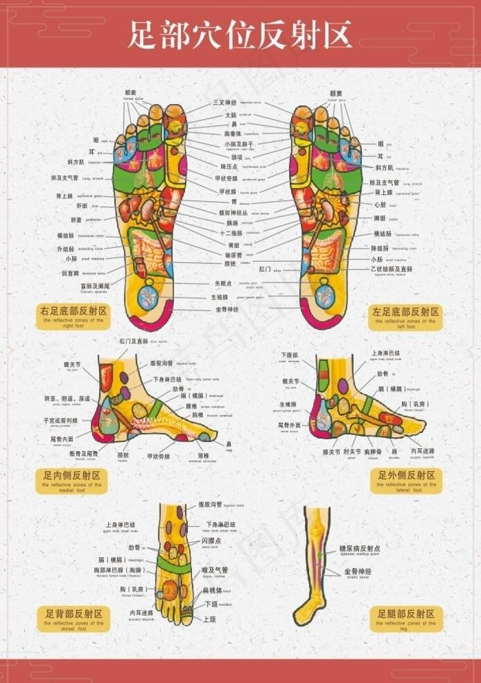 足底穴位图片cdr矢量模版下载