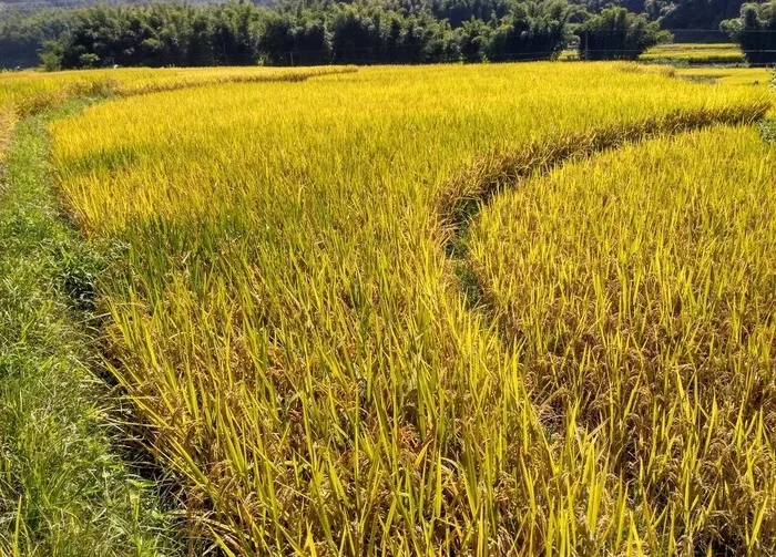 成熟的稻田图片