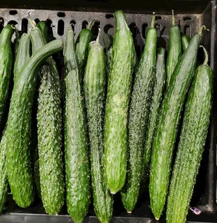 黄瓜图片