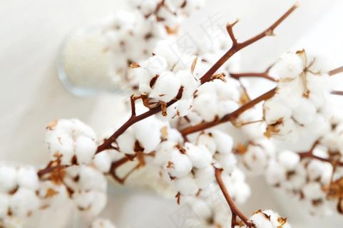 棉花图片 棉花图片