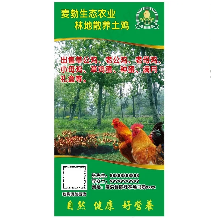 散养土鸡图片