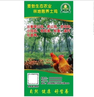 散养土鸡图片