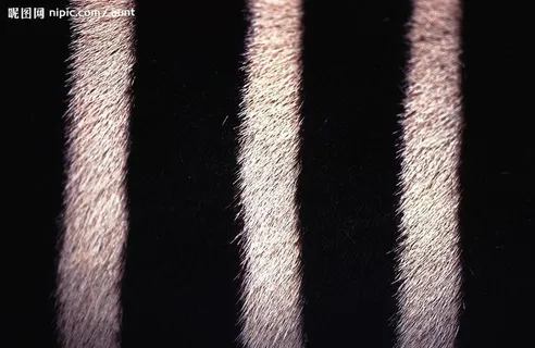 斑马纹图片 斑马纹图片