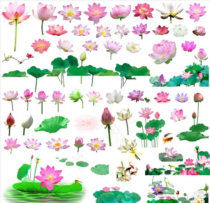 荷花图片(7012X7000(DPI:300))psd模版下载
