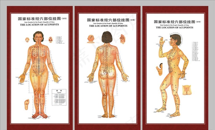 经络图图片(3426X6496(DPI:150))psd模版下载