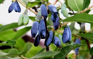 蓝靛果图片