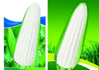 白玉米穗图片