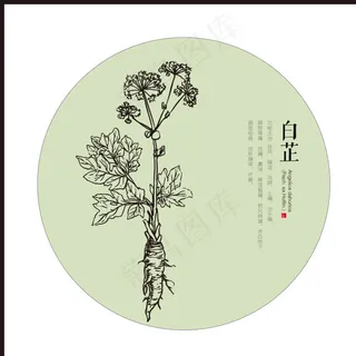 白芷 中药 草药图片