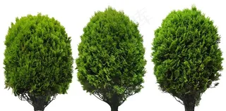 免扣植物素材图片