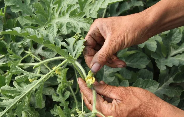 西瓜地 拍照 摄影 夏日 清凉图片
