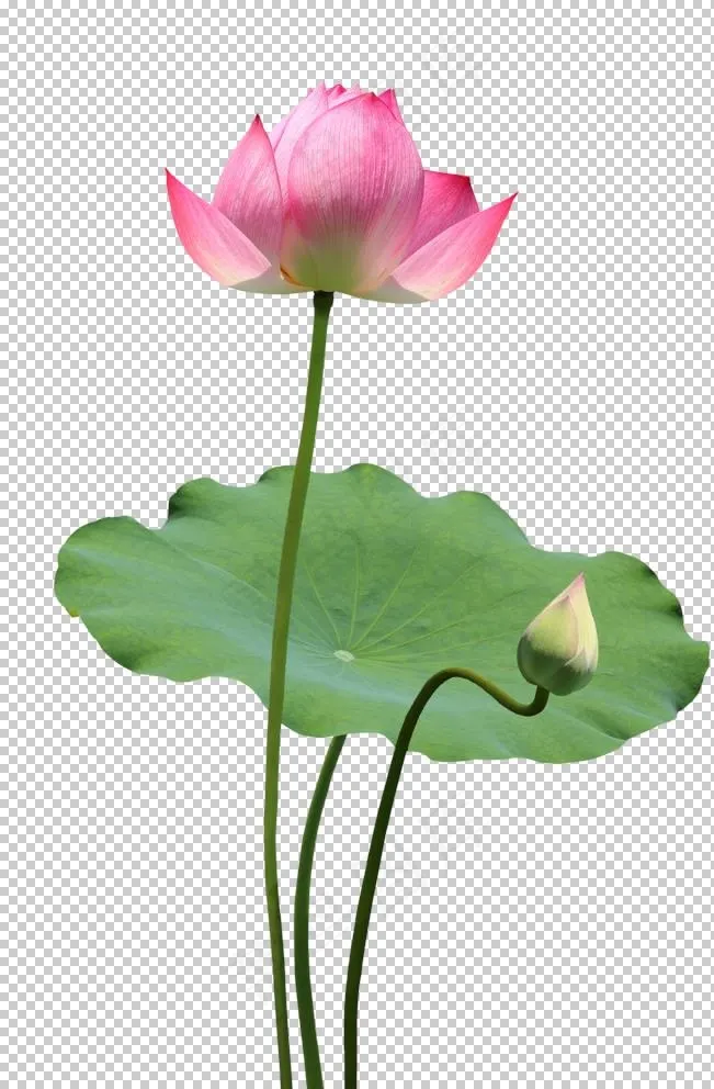 荷花元素图片