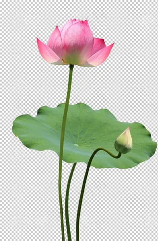 荷花元素图片
