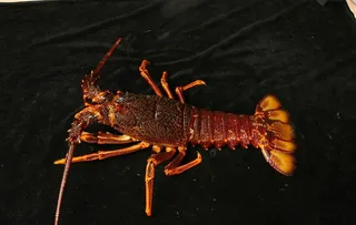 大龙虾图片