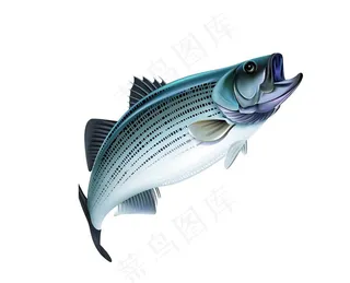 鱼图片