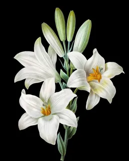 手绘百合分层图图片