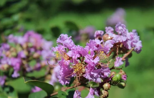 紫微花图片 紫微花图片