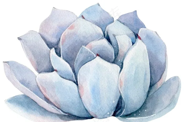 手绘植物花朵多肉图片(9449X6559(DPI:299))psd模版下载