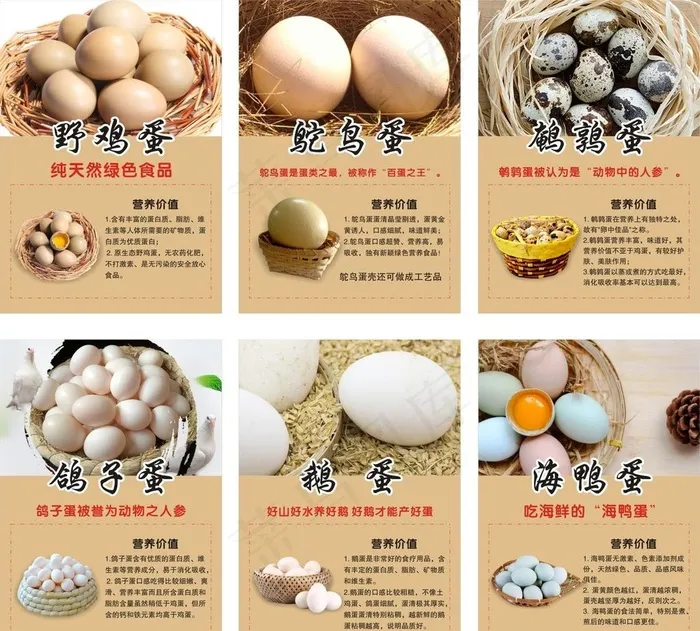 蛋类的介绍图片cdr矢量模版下载
