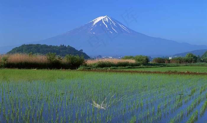 稻田水稻插秧收割图片
