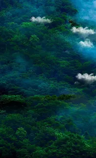 森林远景图片 森林远景图片