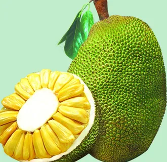 菠萝蜜图片 菠萝蜜图片