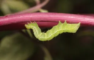 毛毛虫图片
