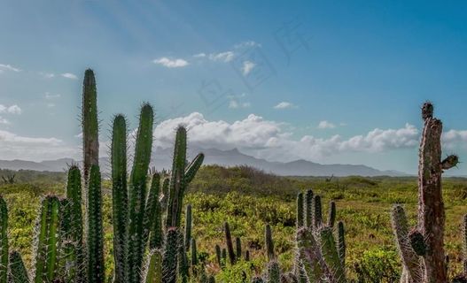 仙人掌图片