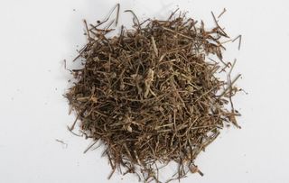 白花蛇舌草图片