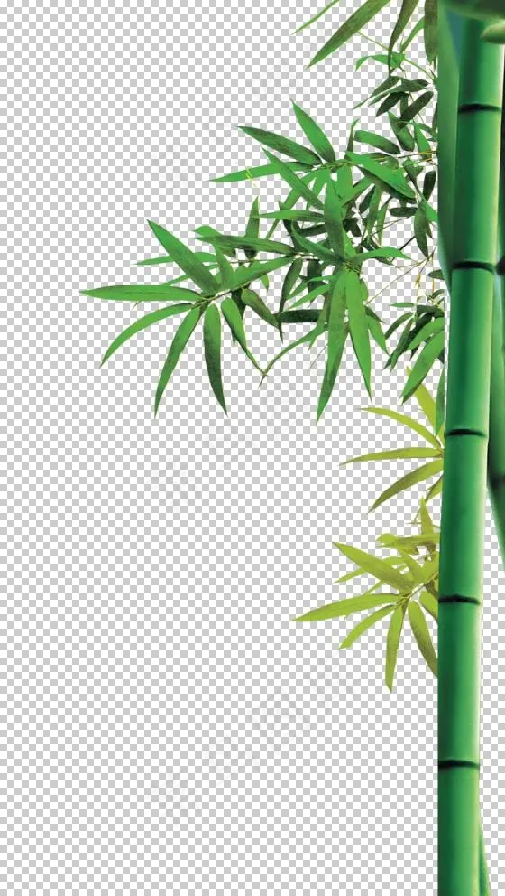 竹子图片
