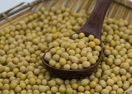 大豆图片 大豆图片